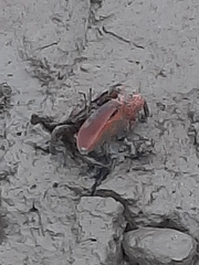 Uca maracoani