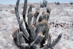 Weberbauerocereus weberbaueri