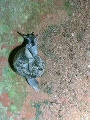 Aenigmatoconcha sumonthai