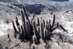 Weberbauerocereus weberbaueri