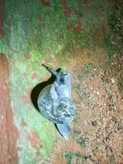 Aenigmatoconcha sumonthai