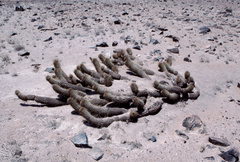 Haageocereus decumbens
