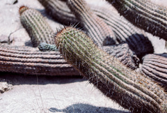 Haageocereus decumbens