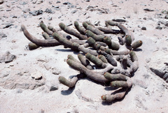 Haageocereus decumbens