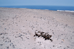 Haageocereus decumbens