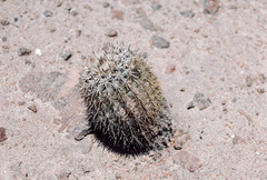 Eriosyce islayensis