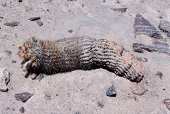 Eriosyce islayensis