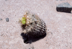 Eriosyce islayensis