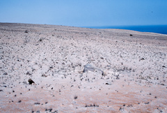Eriosyce islayensis