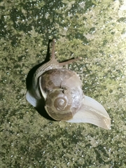 Hemiplecta