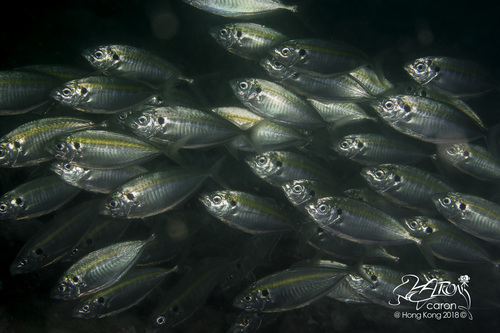 How to identify Selaroides leptolepis (Cuvier, 1833)