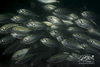 Yellowstripe Scad - Photo (c) caron_wong, some rights reserved (CC BY-NC)