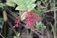 Gaultheria erecta
