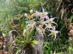 Oncidium cirrhosum