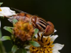 Eristalinus quinquestriatus
