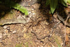 Heteropoda amphora