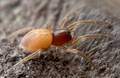 Trachelas minor