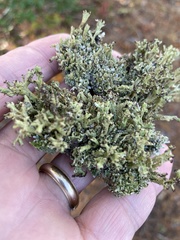 Cladonia cariosa