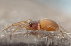 Trachelas minor