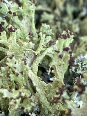 Cladonia cariosa