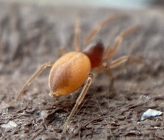 Trachelas minor