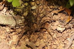 Heteropoda amphora