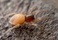 Trachelas minor