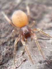 Trachelas minor