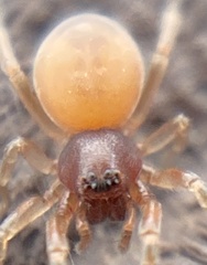 Trachelas minor