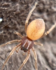 Trachelas minor