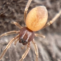 Trachelas minor