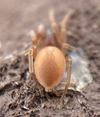 Trachelas minor
