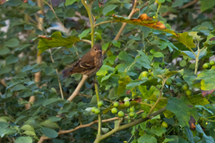 Carpodacus erythrinus