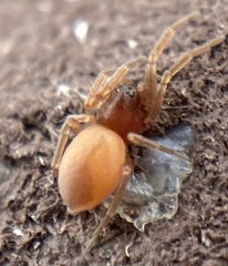 Trachelas minor