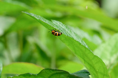 Cryptocephalus trifasciatus