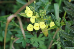 Calceolaria microbefaria