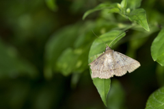 Hypospila bolinoides