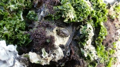 Brachidontes variabilis