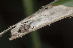 Eocanthecona concinna