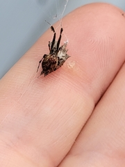 Araneae