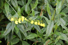 Calceolaria microbefaria