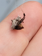 Araneae