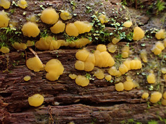 Dacrymyces corticioides