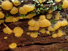 Dacrymyces corticioides