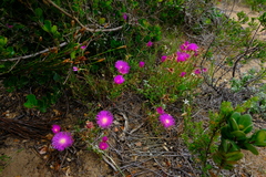 Lampranthus tenuifolius