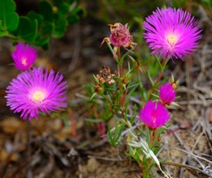 Lampranthus tenuifolius