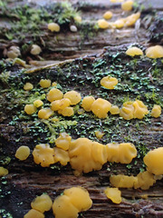 Dacrymyces corticioides