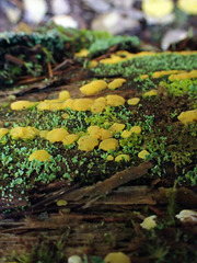 Dacrymyces corticioides