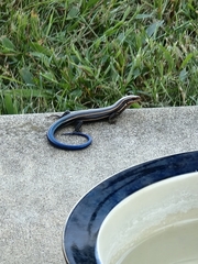 Plestiodon