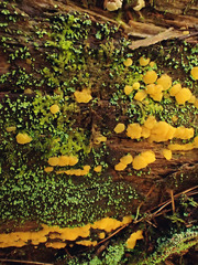 Dacrymyces corticioides